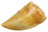 Serrated Raptor Tooth - Real Dinosaur Tooth #347041-1